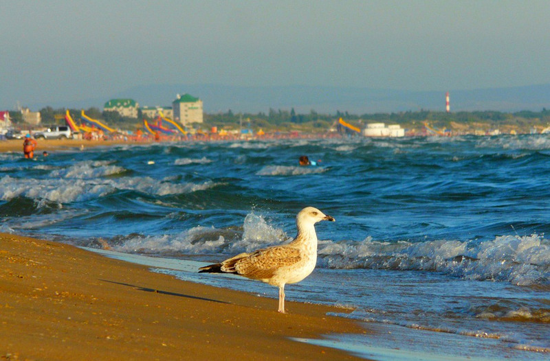 Чайка на пляже